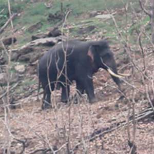  elephant in jambre